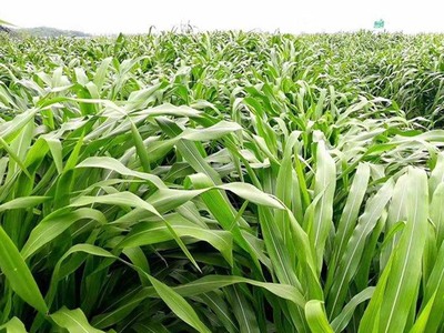 高產(chǎn)牧草品種盤(pán)點(diǎn)與飼料科栽培要點(diǎn)